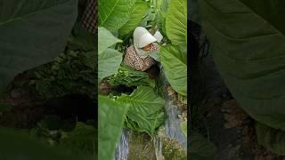 Village farmers harvesting tobacco#agriculture #farming