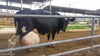 乳牛の心事誰人知 Got Misery? Cow's Milk | Dairy Products | Cheese