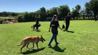 Making a personal protection k9 DOG AGGRESSION