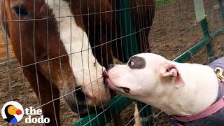 PIttie Scared of Other Dogs Becomes Best Friends with Farm Animals  | The Dodo