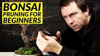 5 Bonsai Pruning Tips for Beginners