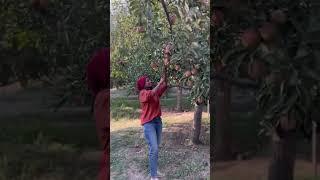 Apple Garden in kashmir #apple #kashmir