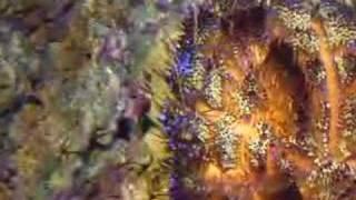 Fire Urchin Asthenosoma varium at Aquarium of the Pacific