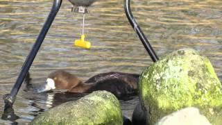 Birdwatching at Wildfowl and Wetlands Trust (WWT) in London