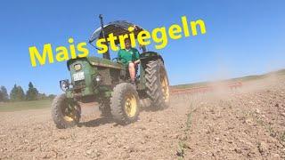 Öko-Mais striegeln