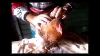 Washing and Blow-drying a Chicken