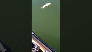 Fish Head Assassin Tackle