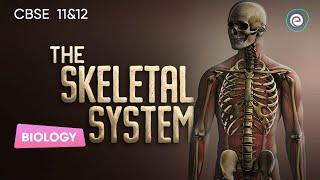 The Skeletal System | Biology | CBSE Class 12 | Embibe: Achieve Class 11&12