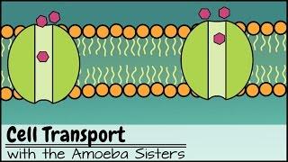 Cell Transport