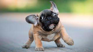 The Best and  Funniest French Bulldogs  Moments (Compilation)