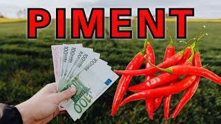 Comment devenir riche avec le piment