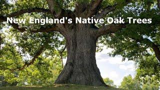 New England's Native Oak Trees