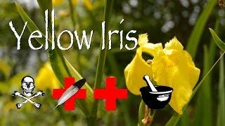 Yellow Iris: Poison, Medicinal & Other Uses