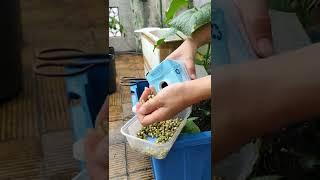 Cách làm giá đậu xanh bằng hộp sữa#shorts