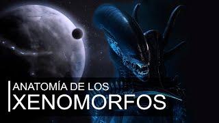 Anatomía y orígenes de los Xenomorfos