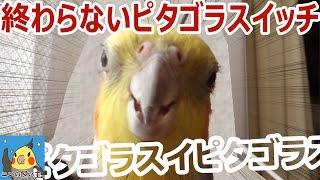 【オカメインコ】終わらないピタゴラスイッチ