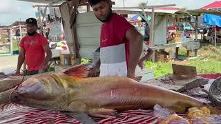 Monster  CAT FISH  Gillbacer .  # fish