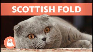 SCOTTISH FOLD CAT BREED  Characteristics, Care and Health 