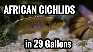 Top 5 African Cichlids in a 29 Gallon Aquarium