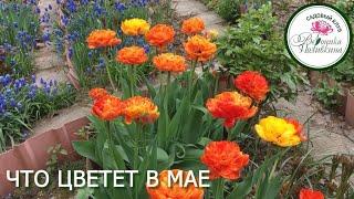 ЧТО ЦВЕТЕТ В МАЕ