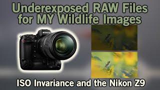 ISO Invariance, UNDER Exposing, and the Nikon  Z9.