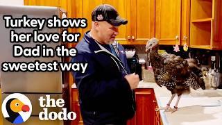 Turkey Waits By The Window Every Day When Dad Comes Home | The Dodo