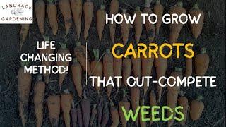 Landrace Carrots that Out-Compete WEEDS!