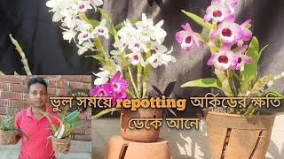 অর্কিডের টব পরিবর্তন কখন বড় ক্ষতি ডেকে আনে। Orchid Repotting:When should not do@SandipOrchid#care