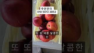 복숭아4종세트 33천 무배 입니다#제철과일 #천도복숭아 #오월도복숭아 #홍광복숭아 #신선복숭아 #신비복숭아