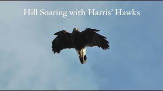 Hill Soaring with Harris' Hawks