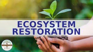 Ecosystem Restoration - Enviromental Science Explainer Video