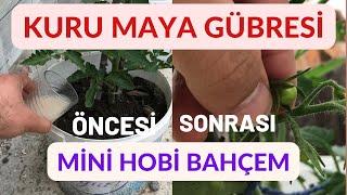 Çok etkili sıvı “Kuru Maya” gübresi (domates, salatalıklarınızı coşturacak yöntem)- Mini Hobi Bahçem