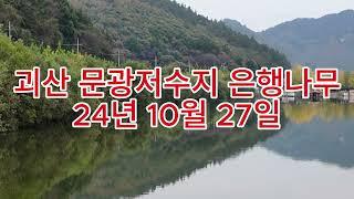 괴산 문광저수지 은행나무길 10월 27일 70프로 정도 물들었음