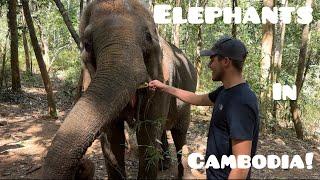 Elephants Are Amazing Animals! Ethical Elephant Tourism in Cambodias Mondulkiri Province