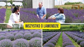 Wszystko co musisz wiedzieć o uprawie lawendy. Z wizytą na plantacji lawendy "Lawendowy Ląd"