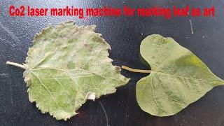 co2 laser marking machine to make figure on leaf from CHINA STARMACNC