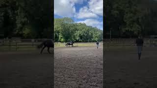Riding Axl for the first time ever!Hes got such a rocking horse canter.#horse #Axl #equestrian #pony