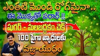 ఈ ఆకుతో షుగర్ నుంచి అల్సర్ వరకూ అన్నీ మాయం | This leaf cures everything from diabetes to ulcers