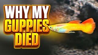 Why My Guppies Died - Avoid These Mistakes In Your Guppy Tank Setup!