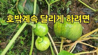 호박밭 호박계속달리게 하려면 호박구덩이잘만들기 늙은호박효능 호박설명