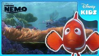 Nemo's First Day At School  | Finding Nemo | Disney Kids