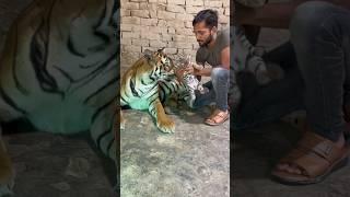 Episode 480: Angry tiger cubs Trying to breastfeed 