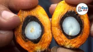 Millions Made From Modern Oil Palm Harvesting EXPOSED! Make Millions of Dollars In Agriculture