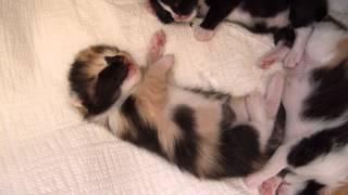 1-week old kitten dreaming and hissing