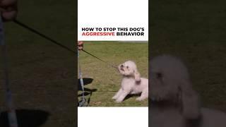 How to Stop a Dog’s aggressive behavior! #dog #cesarmillan #dogtrainer