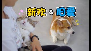 我有猫啦！柯基：不然你还是把我删了吧~〡 小短腿Duby