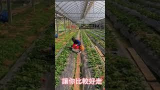 溫室草莓好大一顆，還有採草莓小椅，現在一斤還是很貴