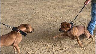 American Pitbull Terriers Compete in ADBA Dog Show. Best Red Dog Class