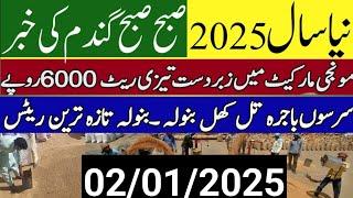 Today Wheat price in punjab//گندم کا ریٹ 2024/munji makki till sarso/Galla mandi rate today