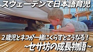 【スウェーデンで日本語育児】2歳児とネコの7日間！